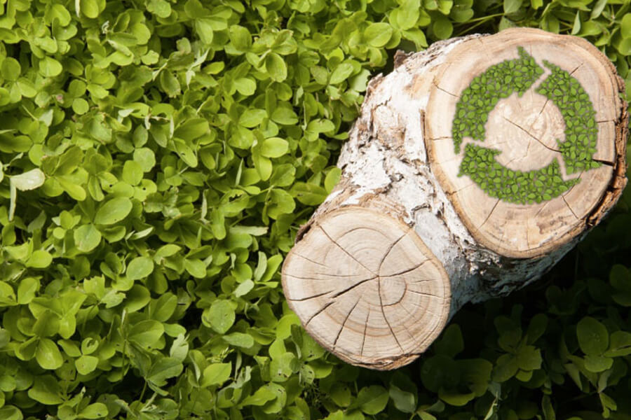 バイオマスとは?種類ごとの特徴・3つの活用法も解説