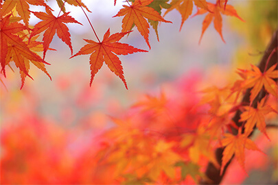 秋におすすめのオリジナルグッズとは？使用シーンも合わせて紹介