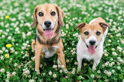 新商品PRや定期購入特典に！ペット用品・ペットフードメーカー向けノベルティ活用術