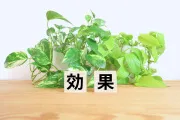 合格祈願グッズにオリジナルグッズがもたらす効果
