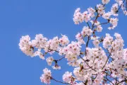 合格祈願のオリジナルグッズを作製する際の3つのポイント
