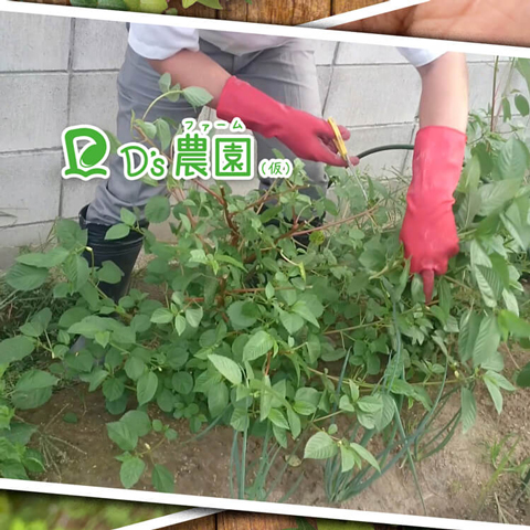 モロヘイヤの収穫