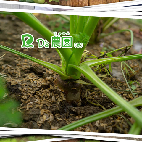 ニンジンさん根首丸見え