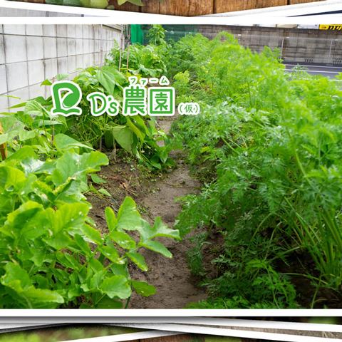 ウネの間を撮影してみた