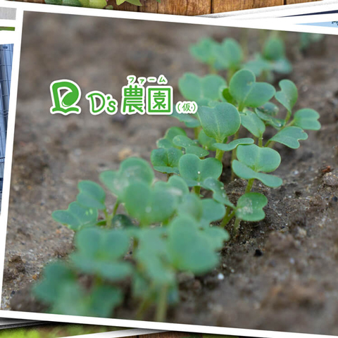 新しい苗と、社会的距離