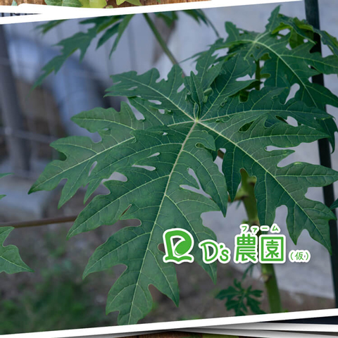 キュービクルと謎の植木