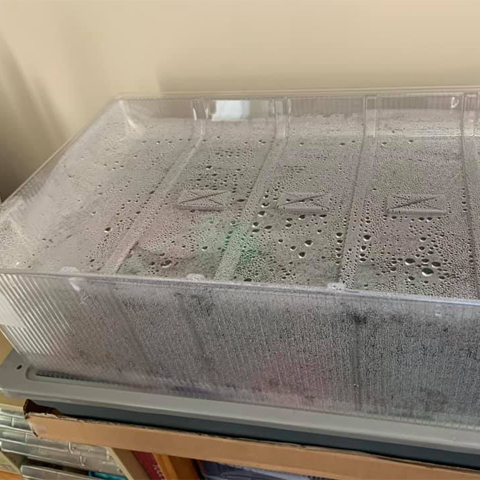 ヘーゼルナッツの木