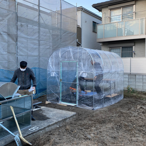 ヘーゼルナッツの木