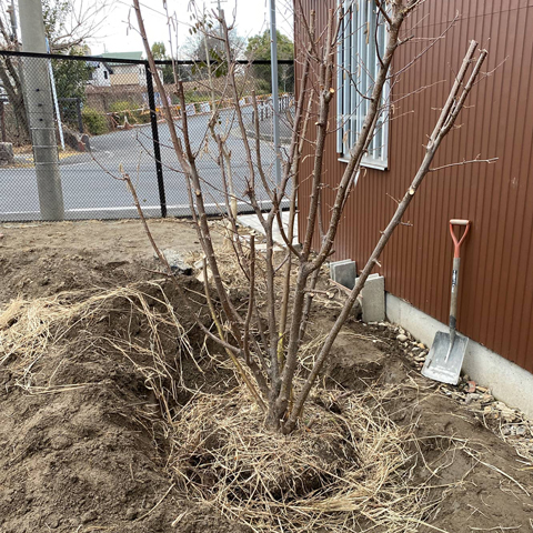 ヘーゼルナッツの木