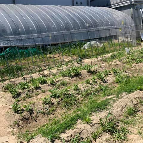 春ダイコンの初収穫