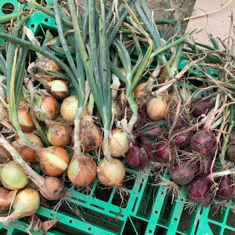 ずいぶん緑に覆われてきました