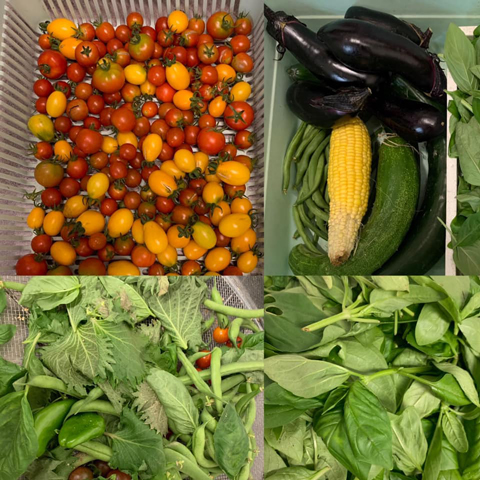 小物ながらとうもろこしなどを初収穫!