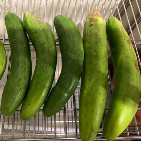 地這いキュウリ