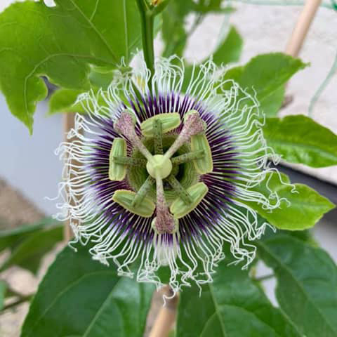 今年も遭遇、トケイ草!