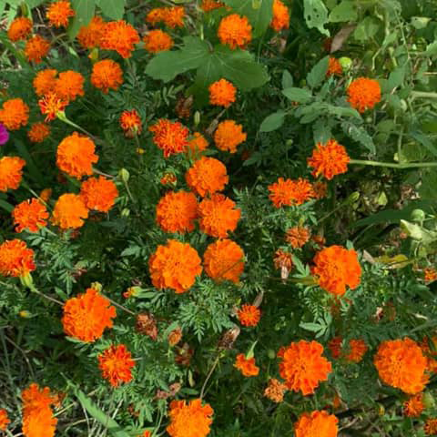 マリーゴールド