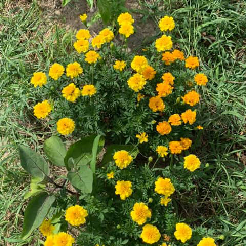 マリーゴールド