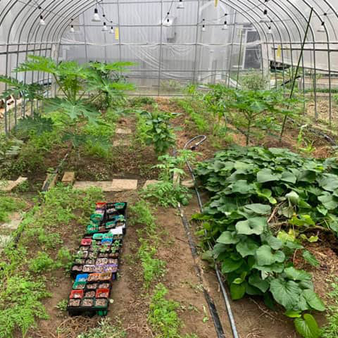 ビニールハウス