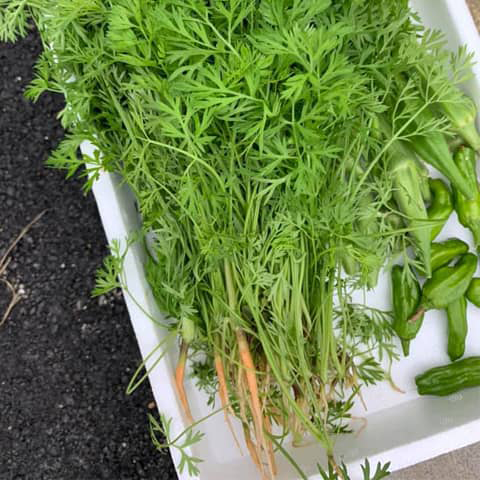 にんじんの間引き菜