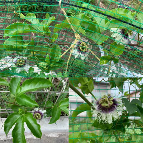 パッションフルーツの時計花の3連