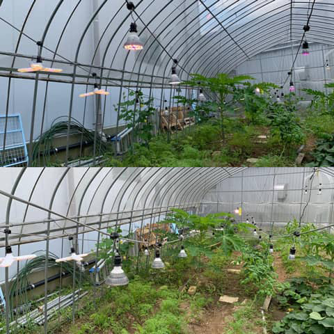 ビニールハウスの照明