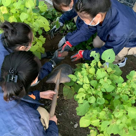 さつまいも芋初掘り!
