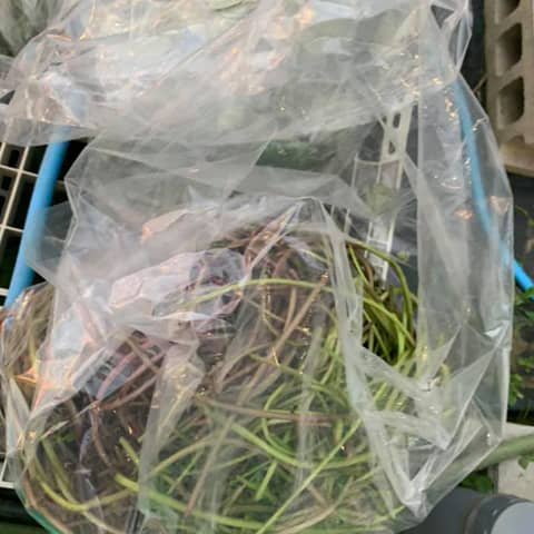 さつまいもの茎や葉っぱ