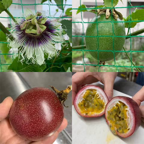 トケイソウの花