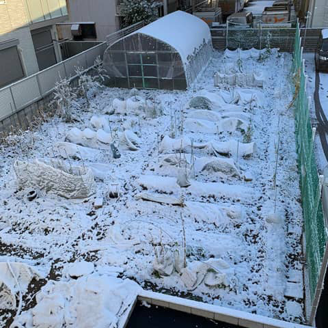 今朝は畑全面「雪景色!」