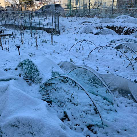 雪に覆われた畑