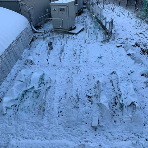 雪に覆われた畑