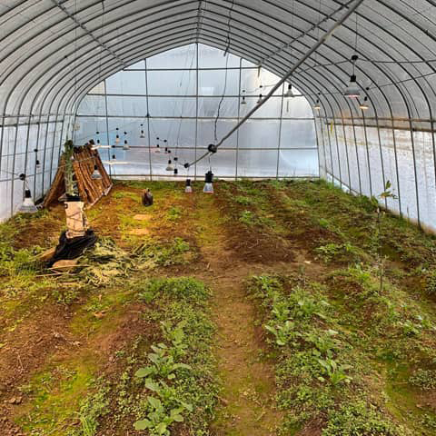 ビニールハウス内は土色