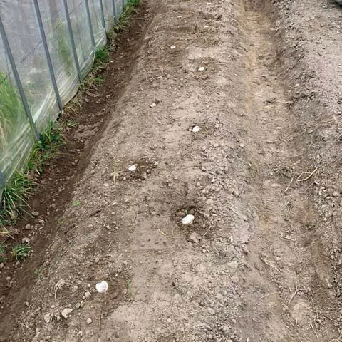 ジャガイモ植え