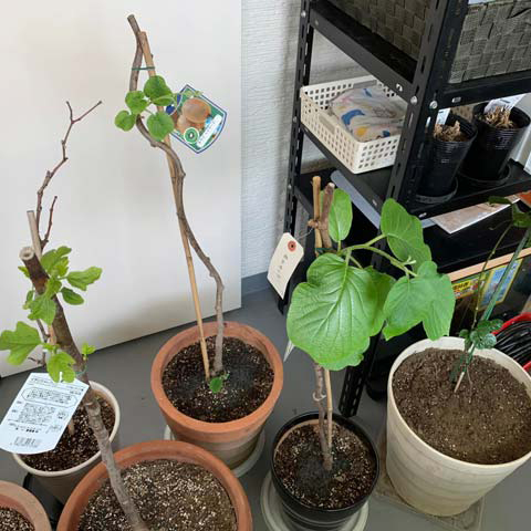 キウイとブドウの苗木
