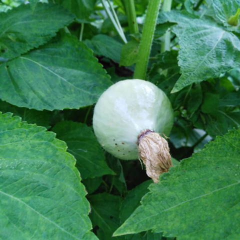 見たこともない実