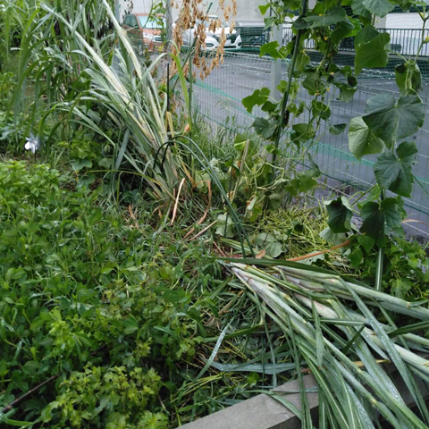 農園にある 『甘いもん』