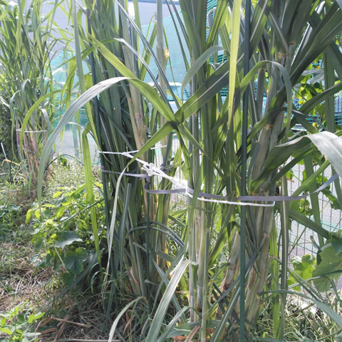 さとうきびを固定