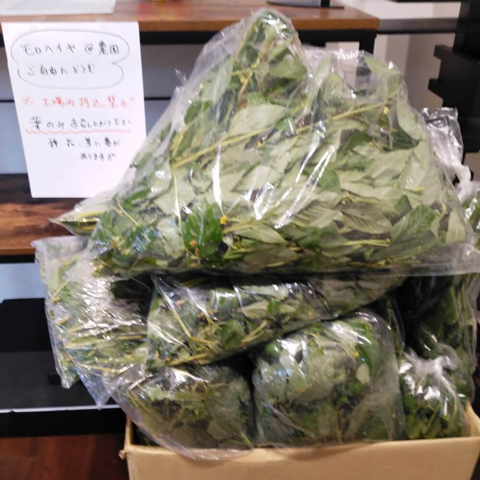お持ち帰り用のモロヘイヤ