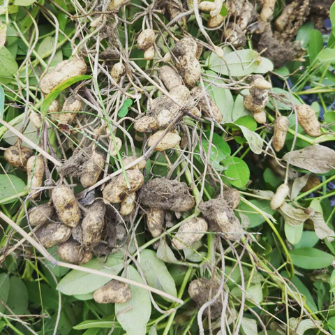 鈴なりの落花生