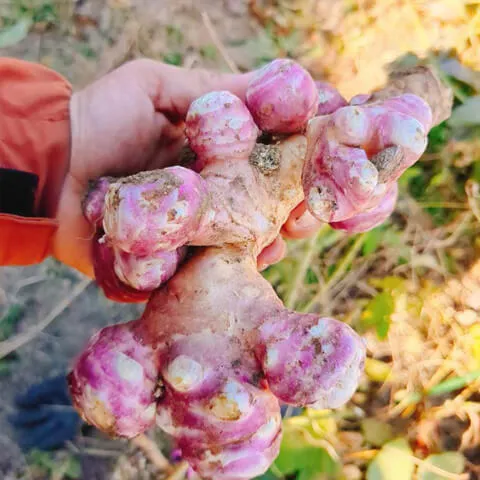 菊芋の収穫