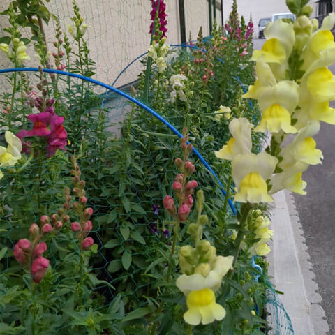 農園も忙しくなってきました