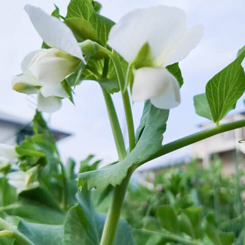 スナップエンドウの花