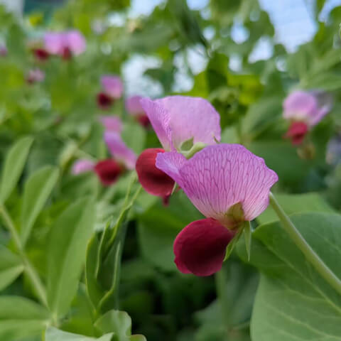 キヌサヤエンドウの花