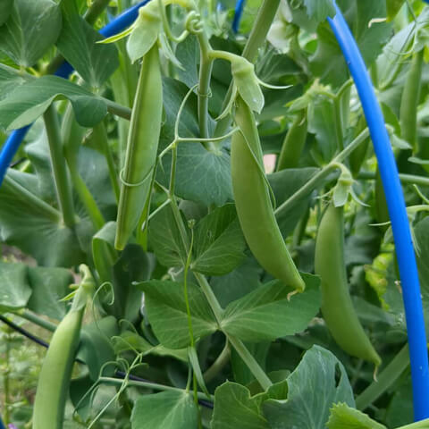 スナップエンドウ