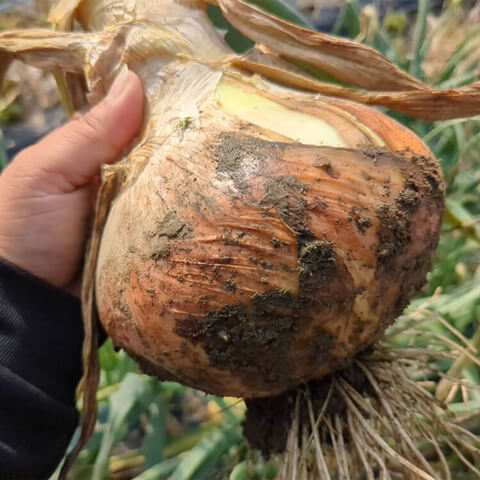 玉ねぎ
