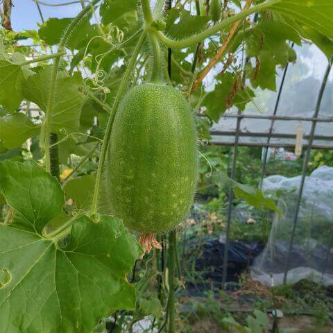 今年初めて挑戦した野菜を収穫!