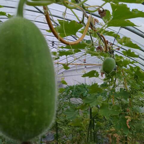 ビニールハウスの冬瓜
