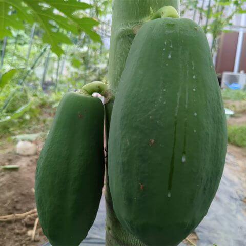 緑の冬瓜