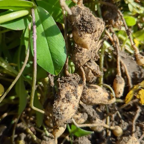 落花生の実