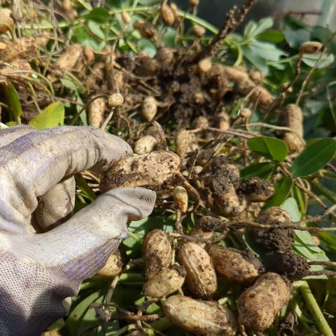 落花生の実収穫