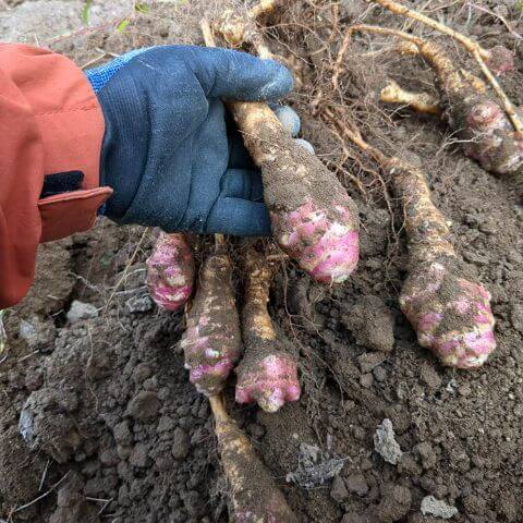 大小様々な菊芋、今年も豊作の予感
